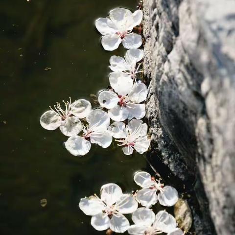 【成长教育•励志成才】春归草绿沐暖阳，教研花开行致远——虎门成才实验学校小学部高语组第六周教研活动