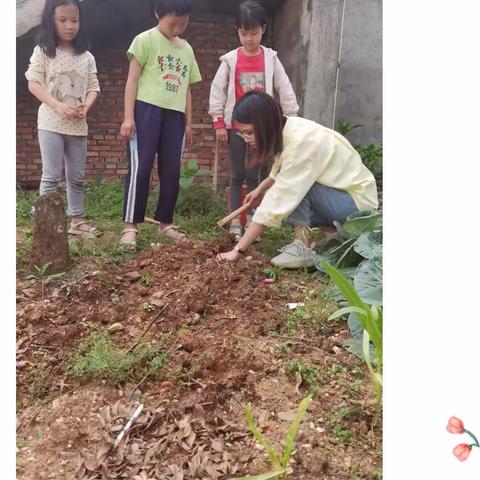 青兰吉冲头小学——“小菜园，育大德”让孩子在劳动中成长