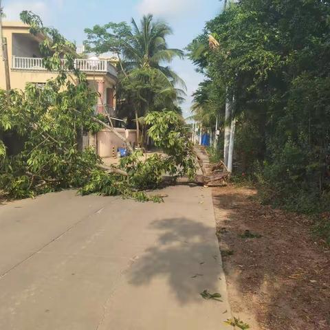 南丁村清理主干道路断裂的大木棉树