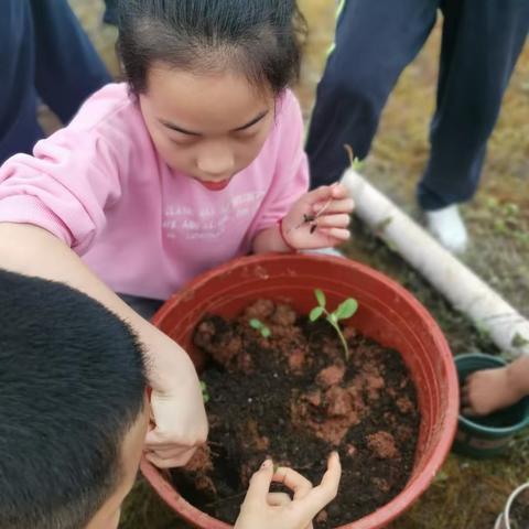 新村小学🌻向日葵的成长中期