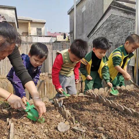 “播种希望，收获快乐”——钟三幼儿园中二班种植记