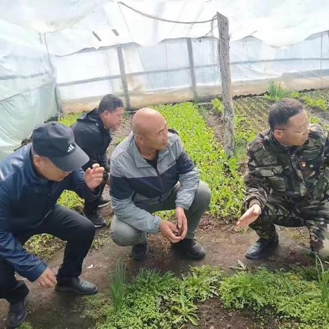 莫尔道嘎森工公司邀请食用菌种植专家对种植单位进行技术指导