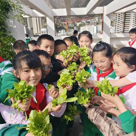 我们丰收了！！！——陇南市实验小学三年级一班种菜小记