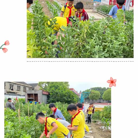 一锅野火饭：农村孩子独有的立夏印象-马腰小学“快乐劳动365”之民俗劳动