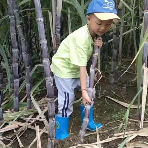 秋风起❤晒秋晒幸福——三花幼儿园“晒秋”主题活动