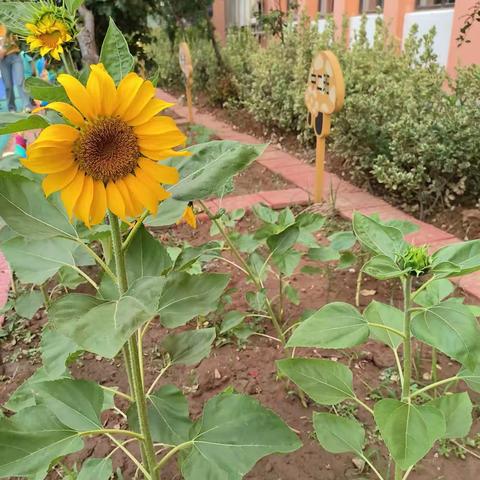 遇见夏天——长清区平安中心幼儿园大二班主题活动