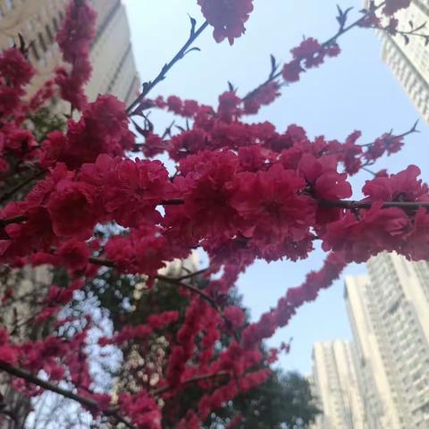 万锦城3A期管理处三月工作汇报