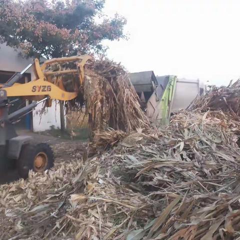 扎实开展秸秆清运   助推人居环境整治