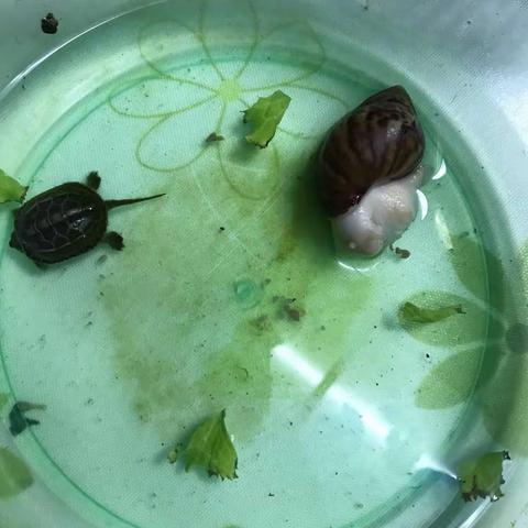 蜗牛🐌观察记