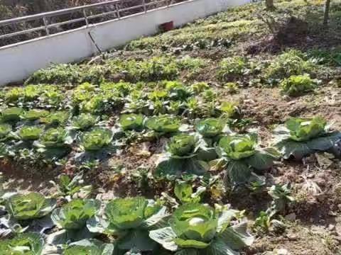 南泥湾劳动基地实践活动