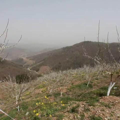 蜂糖李花开满园，叶上枝头丰收年