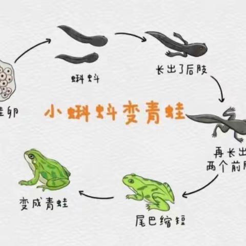 生命观察之蝌蚪变青蛙