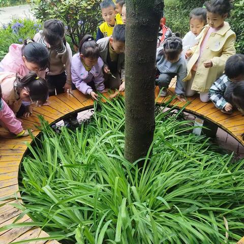 寻找幼儿园里的“虫虫”大六班