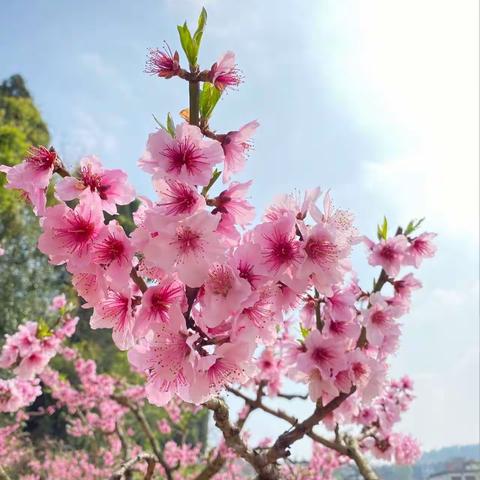 郭杜街道中心幼儿园中二班班本故事分享——《桃花“缘”记》