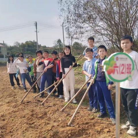 天道酬勤，劳动最美丽——记车溪中心小学六（2）班劳动教育