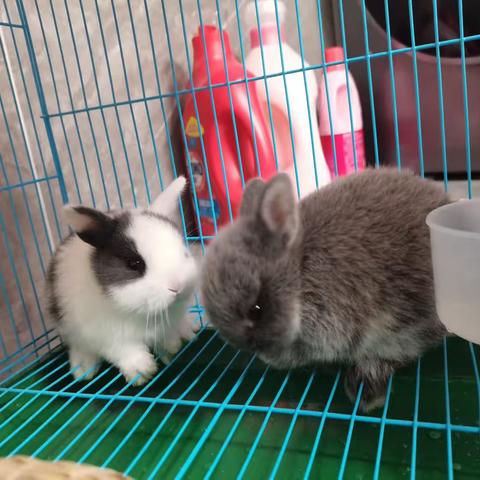 小兔子观察日记--105班汪子宸