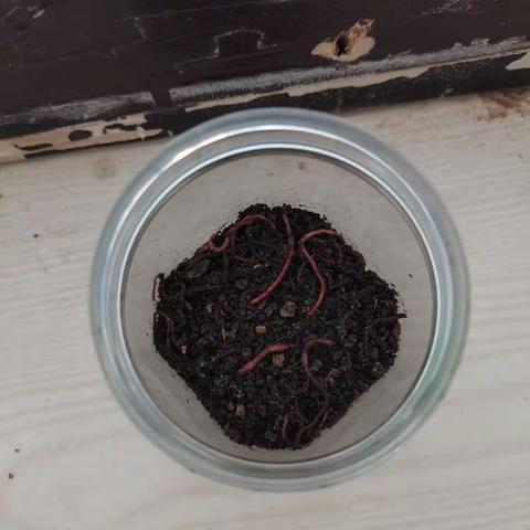 小蚯蚓观察日记--205班汪子宸