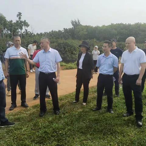 海口市自然资源和规划局局长吴雄带队调研龙湾片区土地整治项目