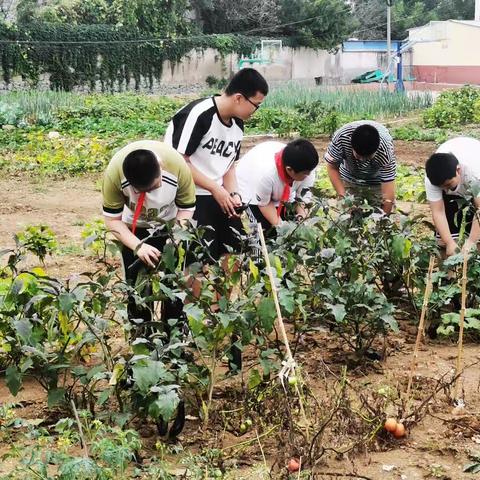 “庆丰收 促和美”—蓬莱区大辛店小学劳动实践活动