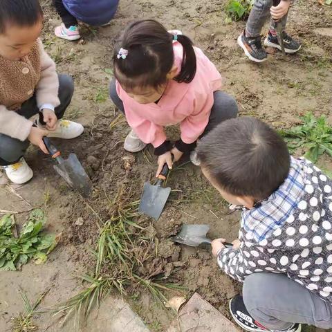 大六班种植日记