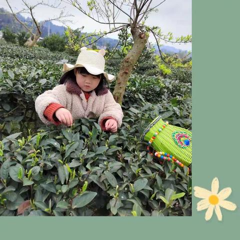 你闻，这片茶叶“孩”有茶香——成佳镇幼儿园大二班