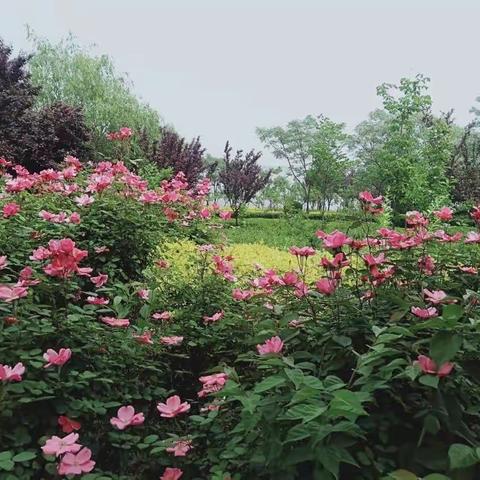 钦州市第二中学附属幼儿园中六班五月份课程故事———缤纷五月