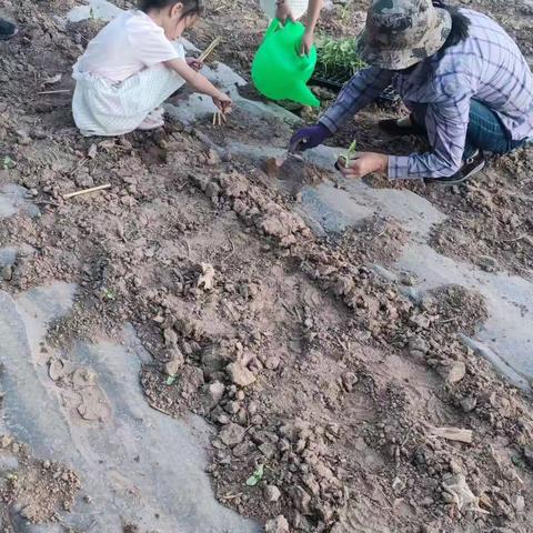 桃花要趁东风开 ，幸福要靠劳动来 ——-北马路小学 一年级五班 劳动实践活动