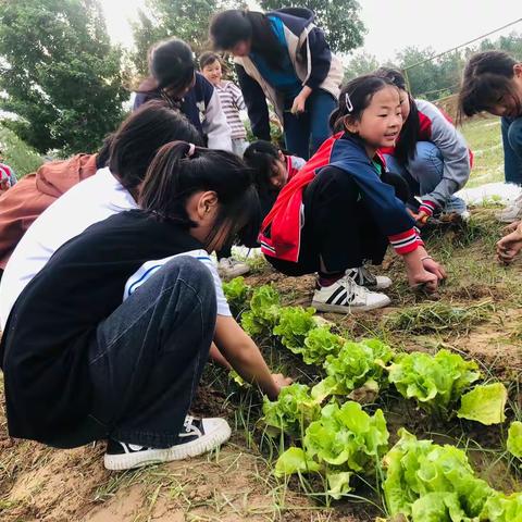 劳动体验生活，实践助力成长——记白云寺镇永佳小学劳动实践体验研学活动