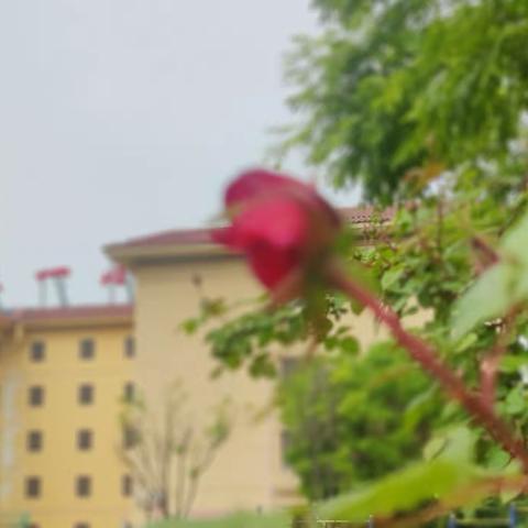 百舸争流，竞绽芳华——记九一小学“春笋杯”青年教师教学大赛、体育学科课堂教学研讨展示活动