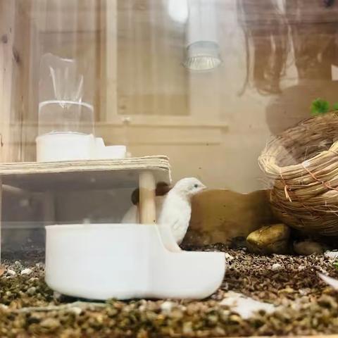 教室里，来了两只鸡——中七班课程故事