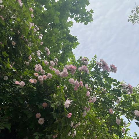 家校手拉手 共同促成长