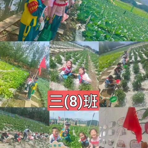 “双减”实践我先行 乐享丰收的喜悦——宜良县清远小学五月劳动教育实践基地活动