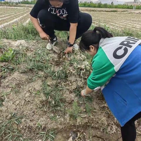 北马路小学五年级五班皇冠小组