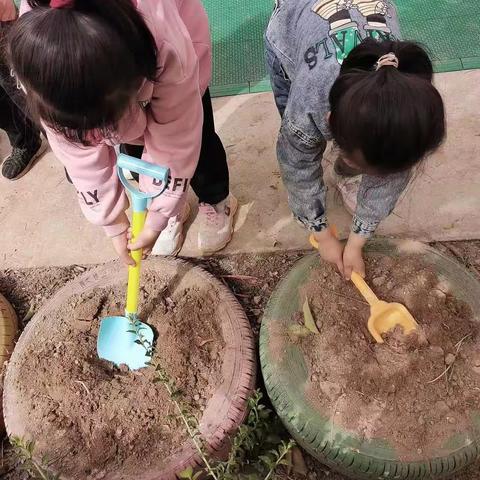 “我劳动我快乐，小花园”--拳铺镇第二中心幼儿园《幼儿花种种植》活动篇