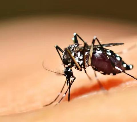 登革热和基孔肯雅热，我们该如何预防？