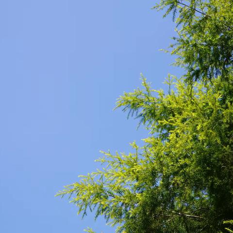 研思致新，赋能前行——郴州市林邑中学高三地理组第五周集体备课活动