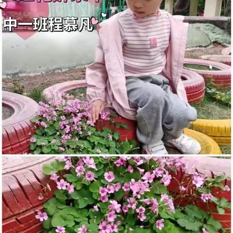 我来说说“红花酢浆草”