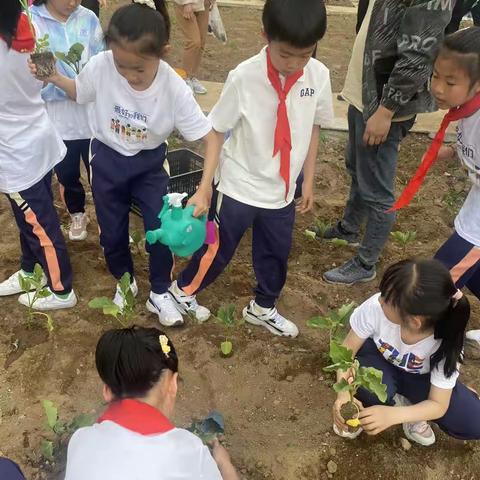 🌱我们的校园有点“田”——顺城区第二实验小学三年二班种植实践🌱