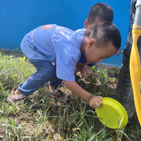 “蝌蚪的秘密”——记孙家集街道中心幼儿园小一班科学观察活动