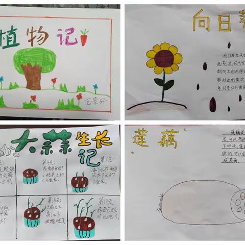 探索有趣的自然界——濮阳市油田第一小学四年级十一班开展制作“植物记”“昆虫记”活动