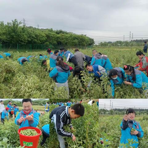 辛勤劳动，收获快乐                                   ___溧水特校开展学生蚕豆采收与烹饪活动