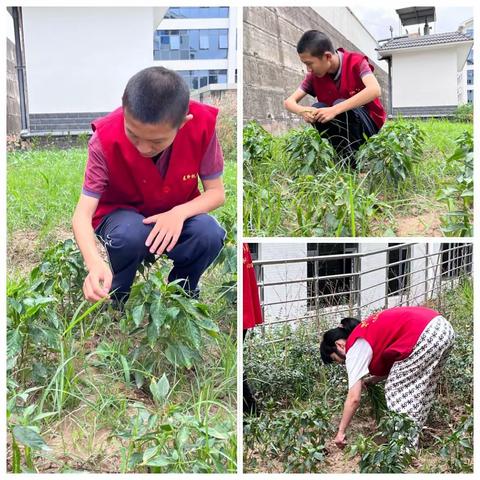 绵阳市残疾人托养中心带领残疾人农疗基地锄草，棋牌