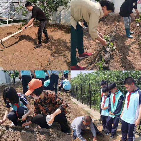 家校协同共育 推进劳动教育 ——北戴河新区大蒲河小学开展校园基地劳动