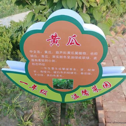 我的菜园，我做主——谢集小学种植园