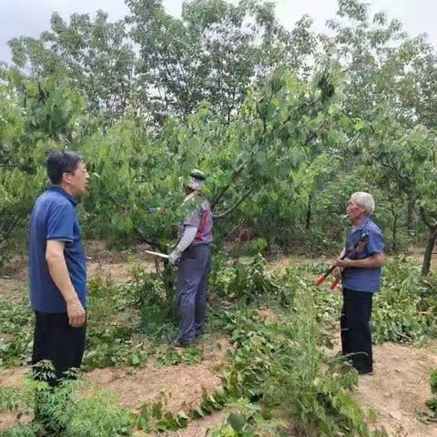 葛庄村村民学习红玉杏剪枝技术