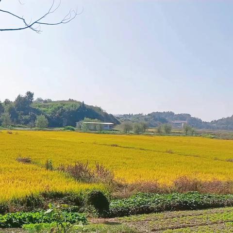 新概念夏漕园中二班户外课堂【踏🍁秋寻🌾稻】——割稻谷、知辛苦