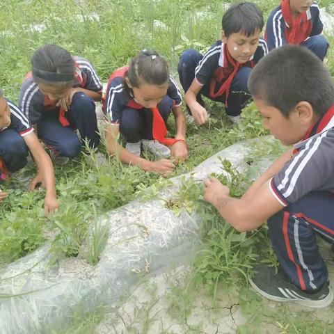 拔草护绿 快乐劳动──兰干乡中心学校种植园地拔草记