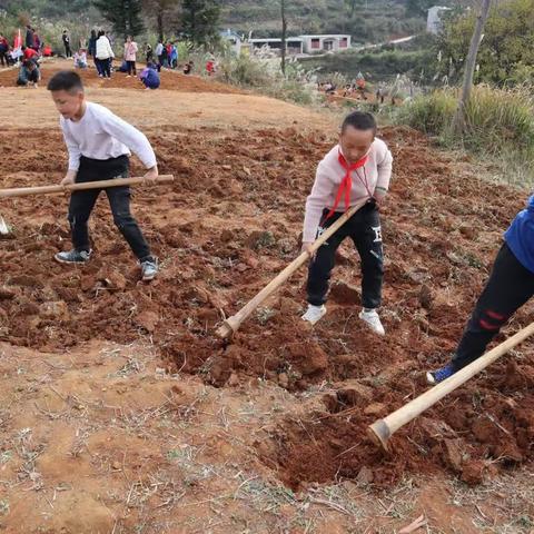 黄平县谷陇镇第二小学开展首届土豆收获节活动