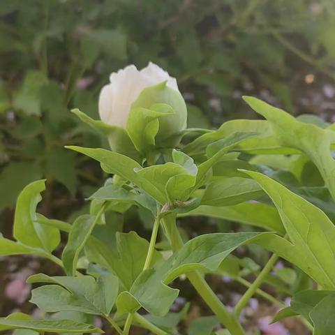 廉洁养正气，思源师生情————竹峪镇东寨小学第十四周工作日常