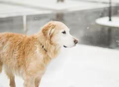 爱犬日.文明芯时代  爱犬圳有家